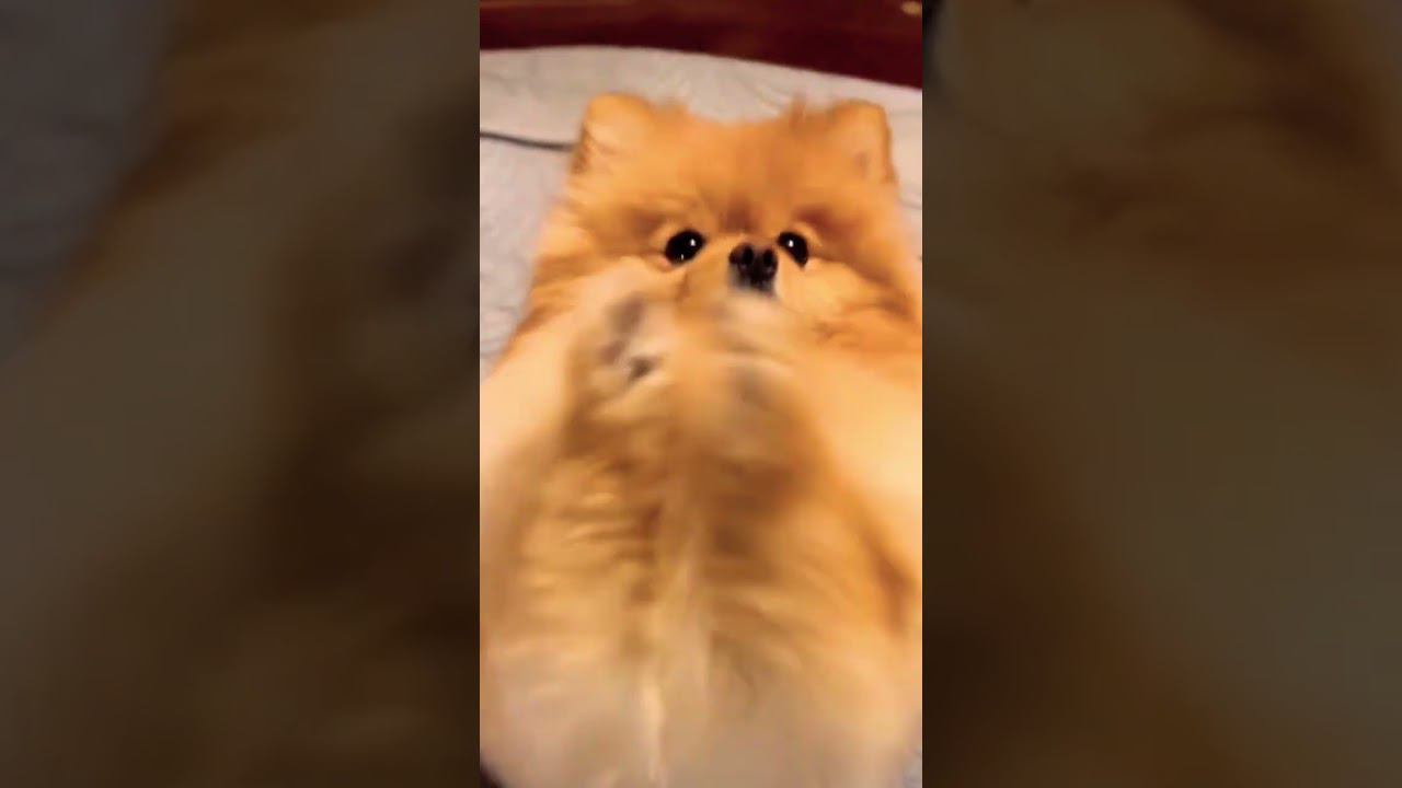 ▷Шпиц танцует◁ смотреть онлайн