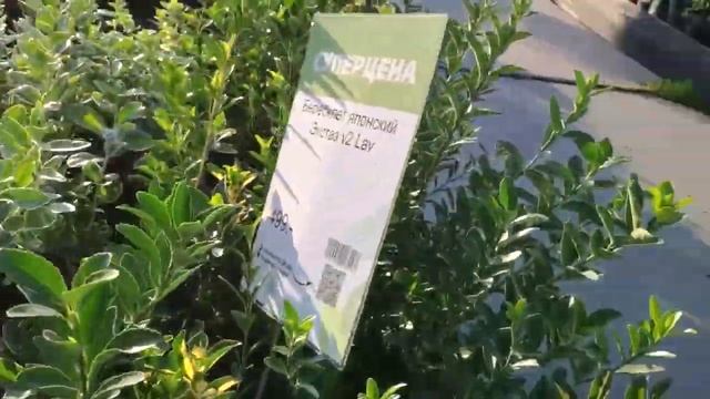 ПОЕЗДКА В САДОВЫЙ ЦЕНТР ДАРВИН, ПОКУПКА ТУИ СМАРАГД смотреть онлайн