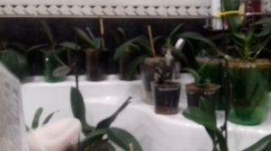 Обработка ОРХИДЕИ от вредителей " АКТАРОЙ "