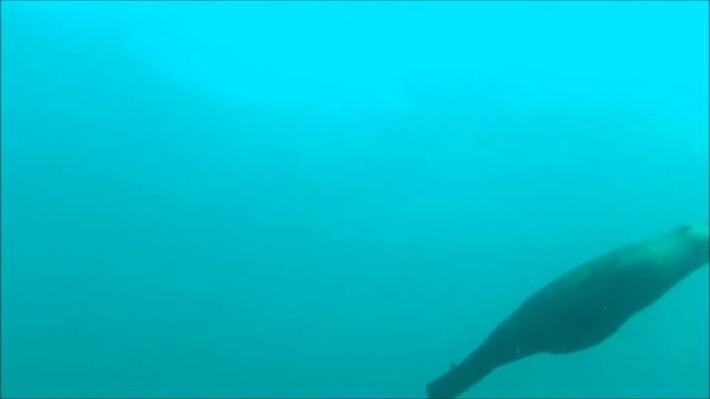 котики саймонстаун смотреть онлайн