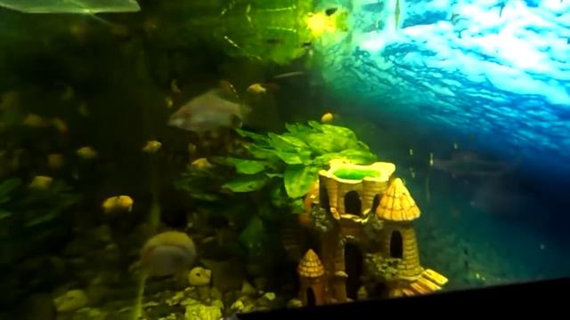 Как сделать свет (подсветку) в аквариум .How to make a light (illumination) in the aquarium. смотреть онлайн