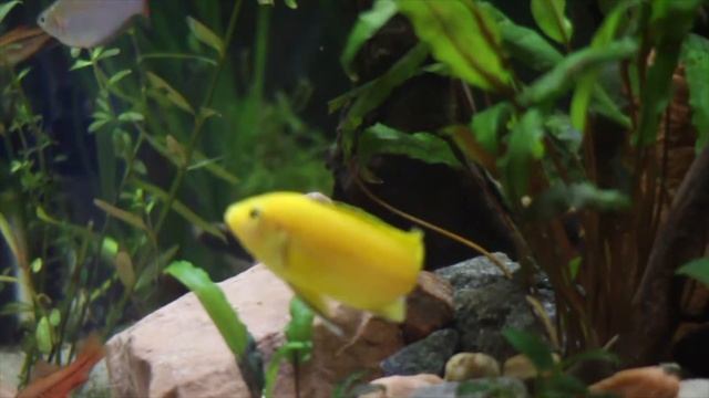 Аквариум 40 литров. смотреть онлайн