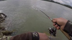 ЛОВЛЯ ЧЕХОНИ НА СПИННИНГ. РЕКА КУБАНЬ