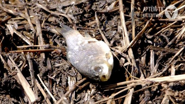 Кверху брюхом смотреть онлайн