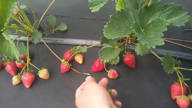 Клубника Моллинг столетие! смотреть онлайн