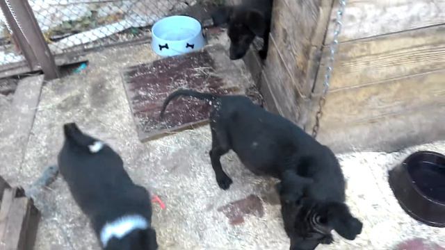 Выброшеные в лесу щенки смотреть онлайн