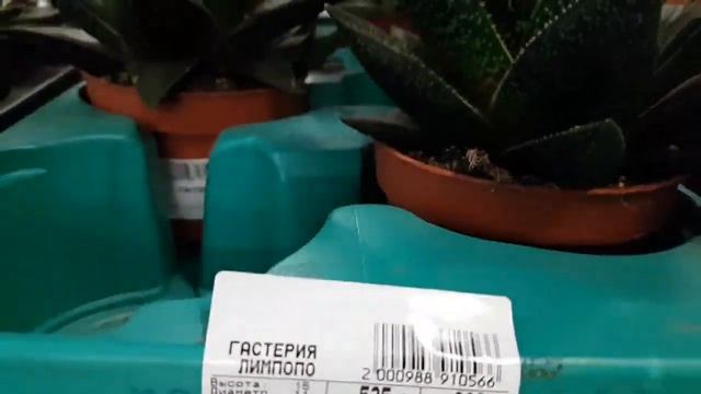 Гастерии, сансиверии, крассулы, каланхое, рипсалидопсис, ачиверия, гастералое и кактусы смотреть онлайн