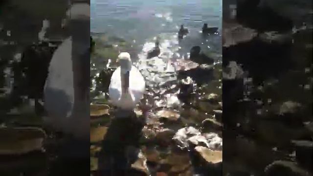 Лебедь и я смотреть онлайн