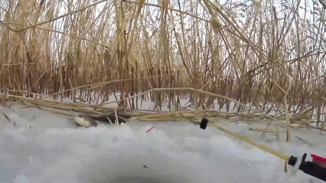 ЛОВЛЯ КАРАСЯ В ДЕКАБРЕ: КАК и где ЛОВИТЬ КАРАСЯ НА МОРМЫШКУ И ПОПЛАВОЧНУЮ УДОЧКУ. смотреть онлайн