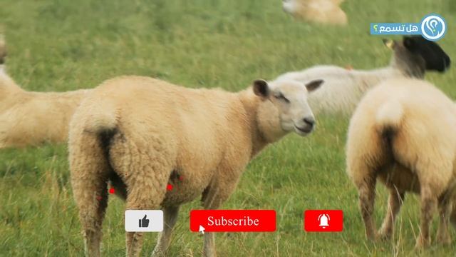 شاهد ماذا وجدوا داخل بطن هذا الخروف وجدوا معجزة كبيرة جدا لن تصدقها !! سبحان الله смотреть онлайн