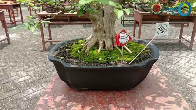 ANTING PUTRI KELAS PROSFEK DI KONTES MUARA ENIM смотреть онлайн