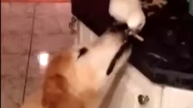 Милые котята ,щенята и собаки,медведи,обезьянки,попугай,линивец ,черепаха и много разных животных смотреть онлайн