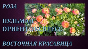 Роза Пульман Ориент Экспресс. Восточная красавица