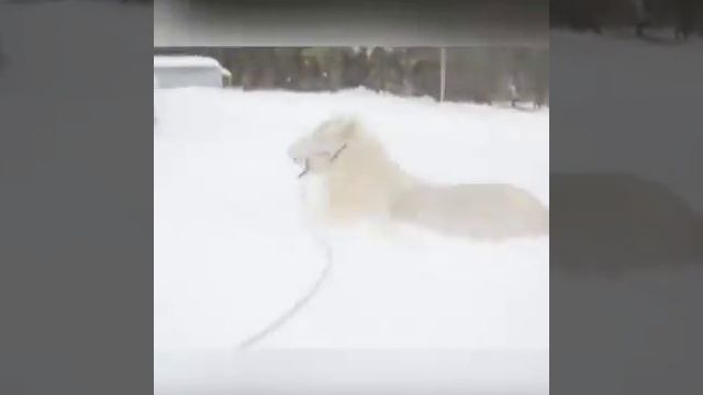 Очень глубокий снег и как надо ему радоватся))) смотреть онлайн