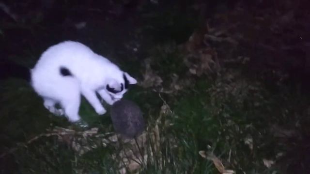 ?Ежики и котики дружат. Ежик малыш свернулся в клубочек во дворе ночью. Кошачий Приют в Сочи.? смотреть онлайн