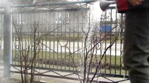 ОБРАБОТКА СМОРОДИНЫ КИПЯТКОМ + ХОЗЯЙСТВЕННОЕ МЫЛО.