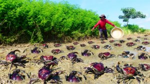 Ловля полевых крабов