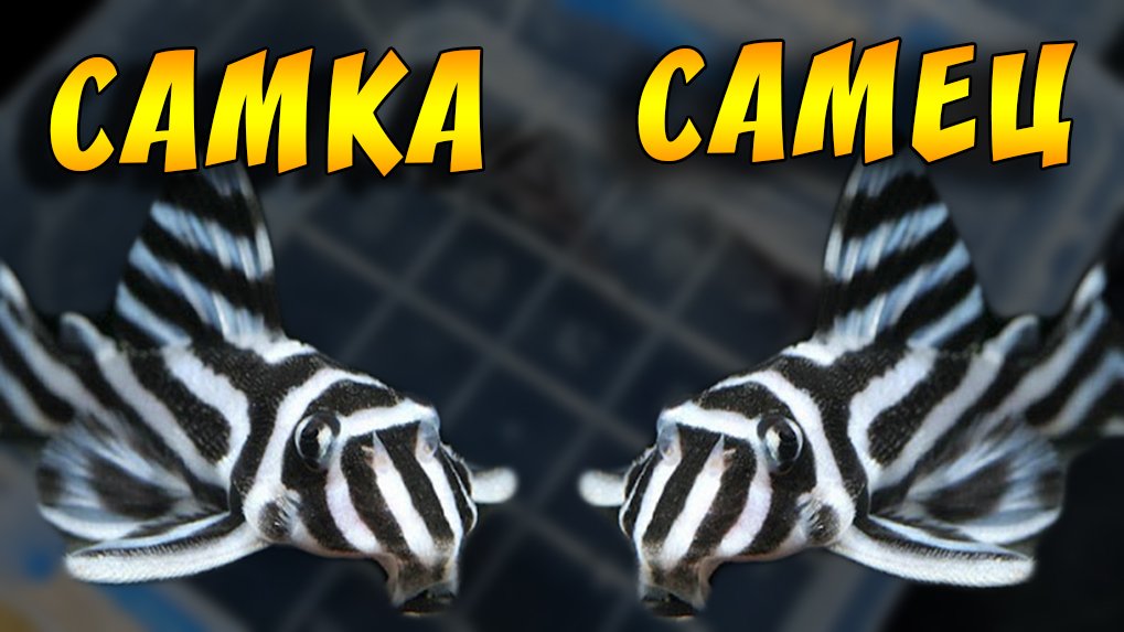 Как отличить самку от самца Л - СОМОВ! смотреть онлайн