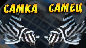 Как отличить самку от самца Л - СОМОВ!