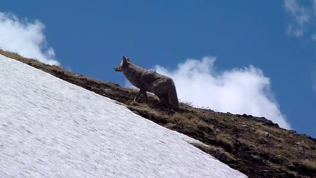 Coyote au sommet du Mont Washburn - Yellowstone - USA смотреть онлайн