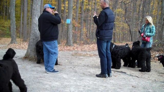 Koba and me on the Black Russian Terrier group walk смотреть онлайн