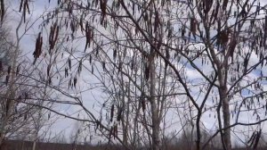 Весенний Пыльценос. Ольха Серая.