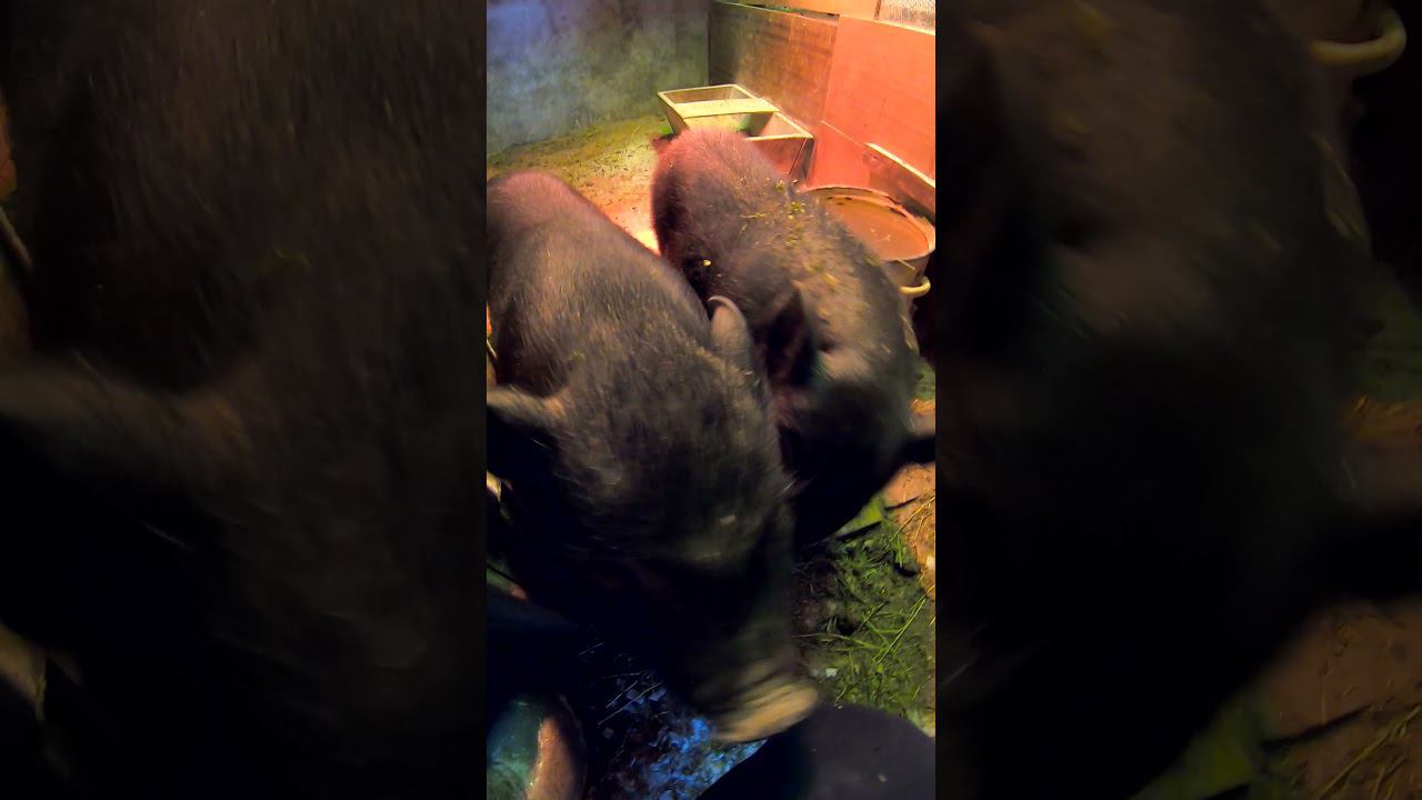 Свинки не растут( смотреть онлайн