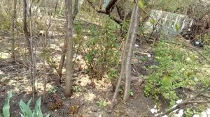 Абрикосы: От цветов до плодов