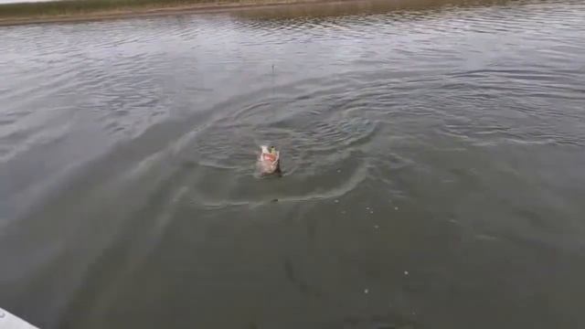 Обва. 01.10.22. Щука борется и уходит :) смотреть онлайн