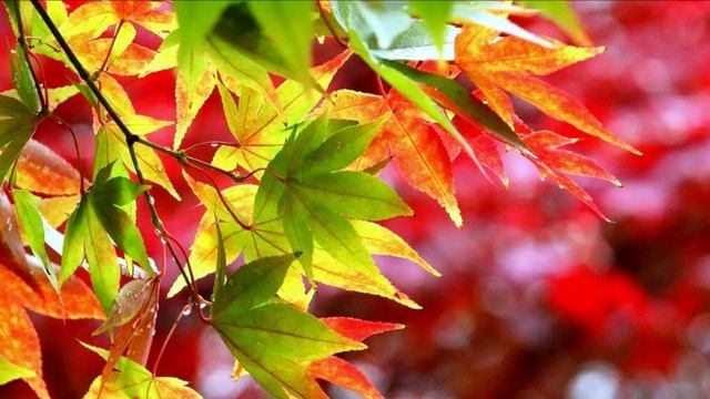 Из физического в тонкоматериальное.