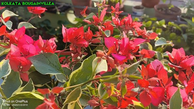 Butterfly Orange 🧡🧡 Bougainvillea #@@ss 💐💐 смотреть онлайн