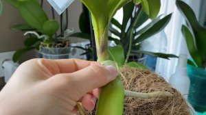 Желтеют листья у ванды что делать? Желтеют листья у орхидеи Ванда. Орхидея ванда уход дома