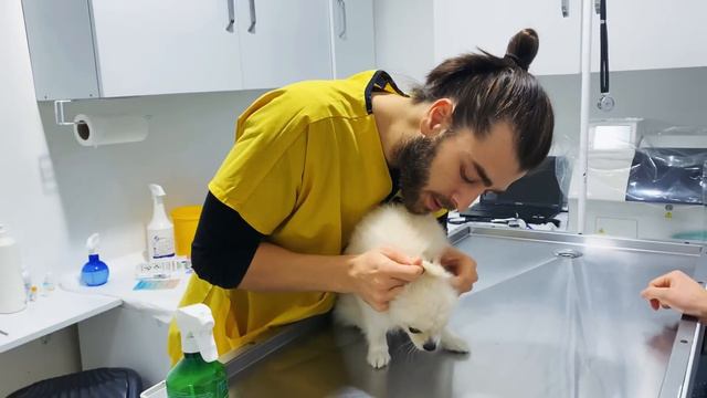 Pomeranian Tıpkı Oyuncak Gibi! 😍 ( Köpeklere Nasıl Çip Takılır ? ) смотреть онлайн