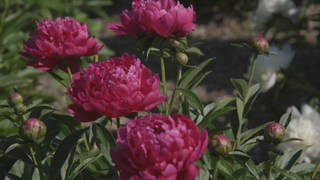 Peonies in Bloom at the Nichol's Arboretum in Ann Arbor смотреть онлайн