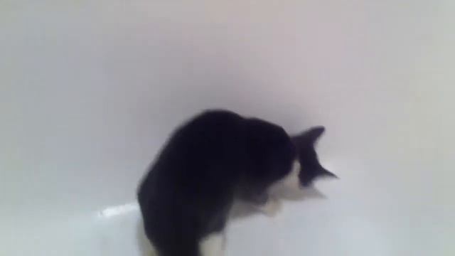 Моя кошка в ванне смотреть онлайн