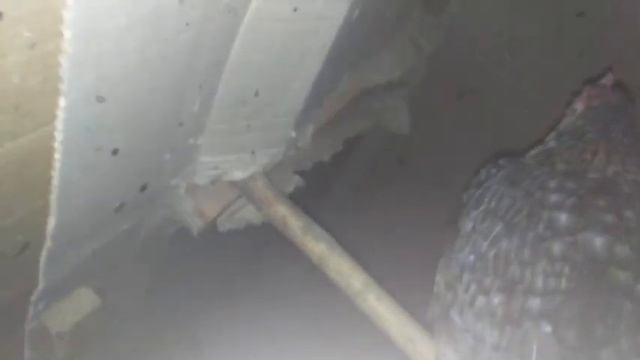 Получила по голове, злые куры, ругаюсь смотреть онлайн