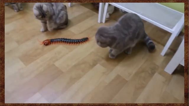 Коты и игрушечная сколопендра, Cats and toy centipede смотреть онлайн