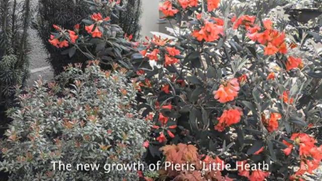 Garden-making Tip: Celebrating the Moment and Plant Details смотреть онлайн