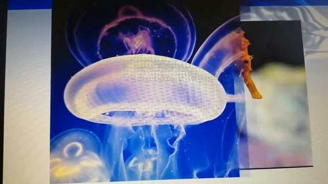 Обитатели морских глубин смотреть онлайн
