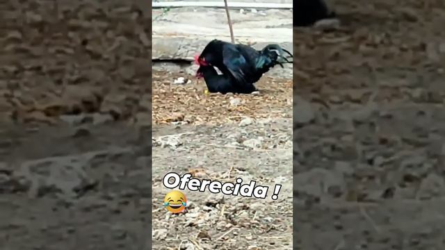 шустрый 🤣😂 смотреть онлайн