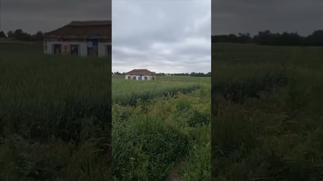 Там леопард в хате?? Маскировка максимального уровня. смотреть онлайн