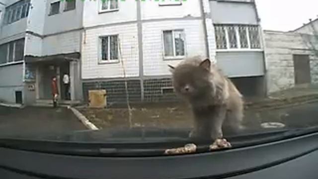 Кота вырвало на лобовое стекло смотреть онлайн