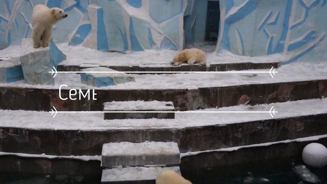 Поход в Новосибирский зоопарк 11.23 смотреть онлайн