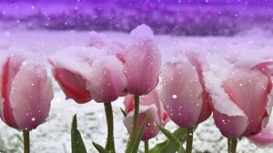 Футаж. Цветы на снегу 6