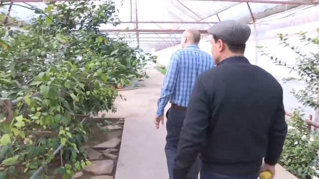 Правильное выращивание цитрусовых в теплицах. смотреть онлайн