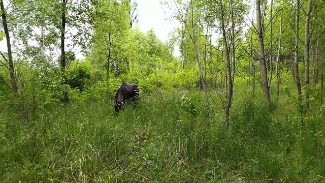 Корова пришла в охоту, когда же ее крыть? Гулящая корова, новые заботы для хозяина смотреть онлайн