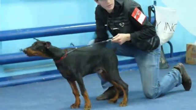 РАМЗЕС I ИЗ СОЗВЕЗДИЯ ЧЕРНОГО ПСА .MOV смотреть онлайн