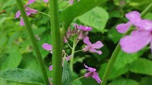 ГЕСПЕРИС Ночная фиалка Вечерница Матроны