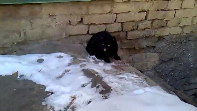 Черные котики тоже хотят быть домашними смотреть онлайн
