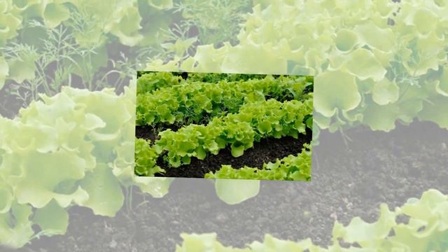 10 фактов которые должен знать начинающий садовод смотреть онлайн